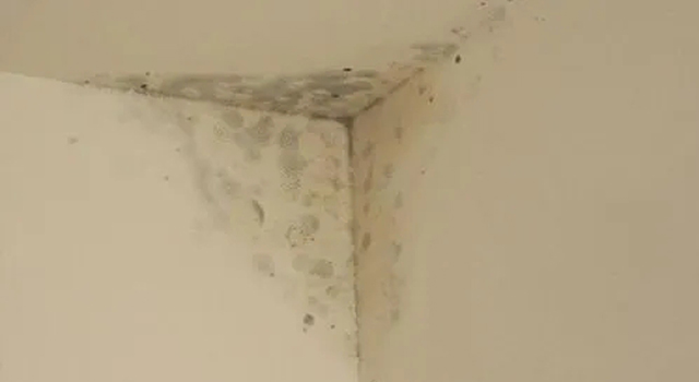 石膏板發(fā)霉的原因及除霉辦法！