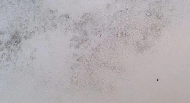 墻壁頻頻發(fā)霉？那是因為你還沒有用過防霉涂料