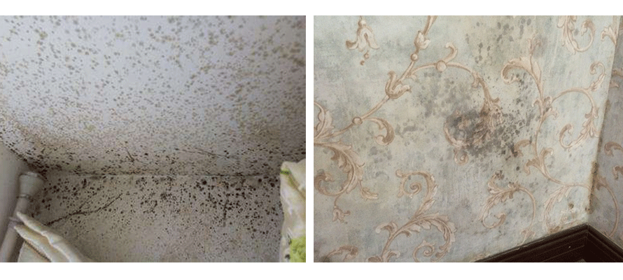墻紙發(fā)霉 墻紙發(fā)霉