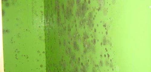 涂料發(fā)霉 涂料發(fā)霉
