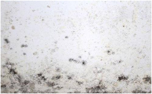 車間發(fā)霉 車間發(fā)霉