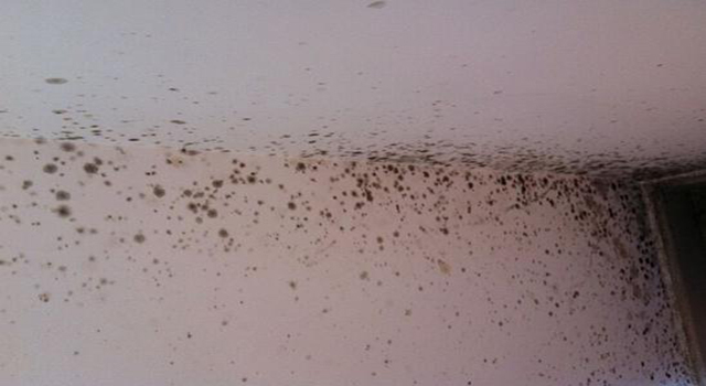 墻壁發(fā)霉 墻壁發(fā)霉