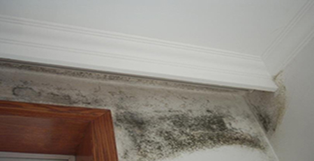 墻面發(fā)霉 墻面發(fā)霉