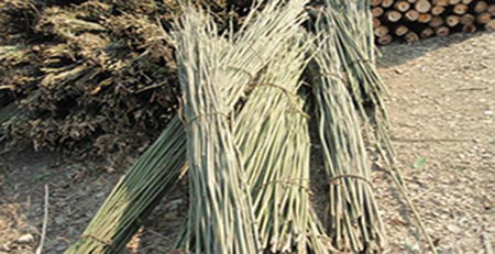 新鮮竹木 新鮮竹木