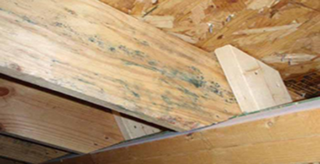 木材發(fā)霉 木材發(fā)霉