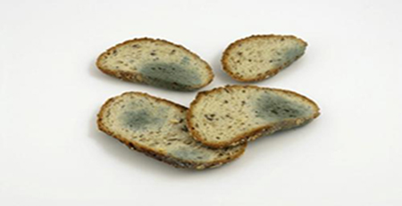 食物發(fā)霉 食物發(fā)霉