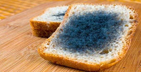 食物發(fā)霉 食物發(fā)霉