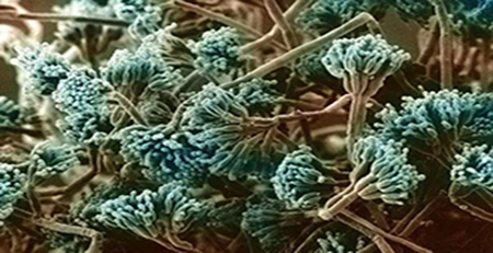 島青霉毒素 島青霉毒素