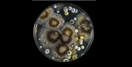 圓片培養(yǎng)皿 圓片培養(yǎng)皿